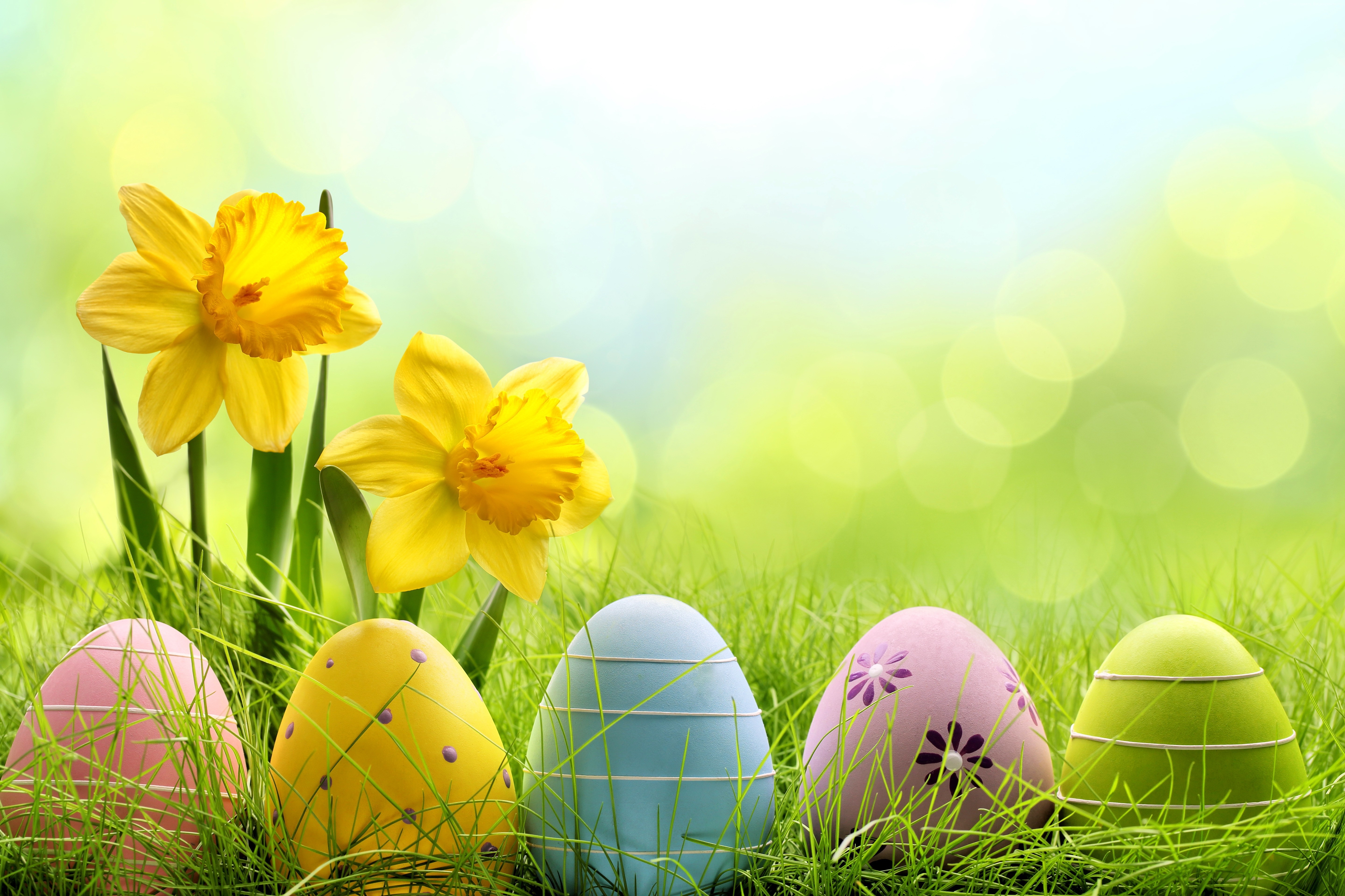 Yellow Egg Wallpapers