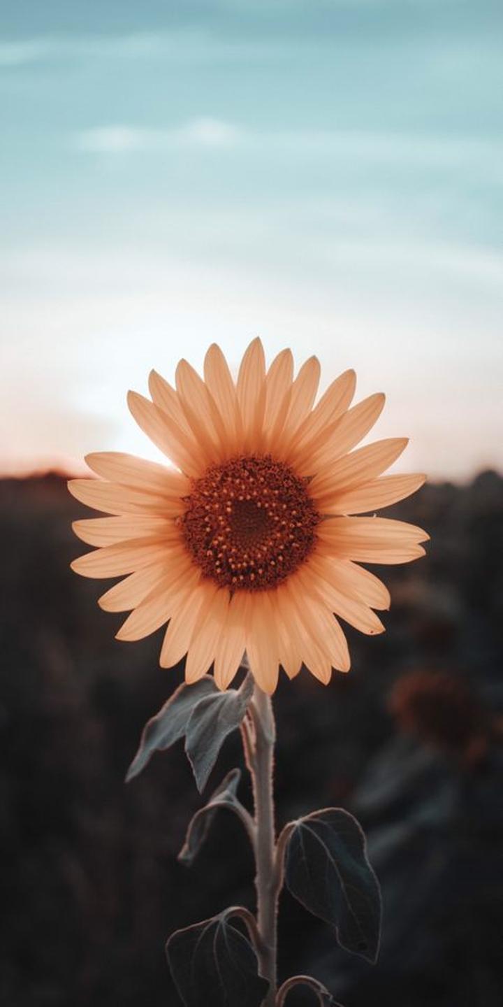 Yellow Flower Aesthetic Wallpapers