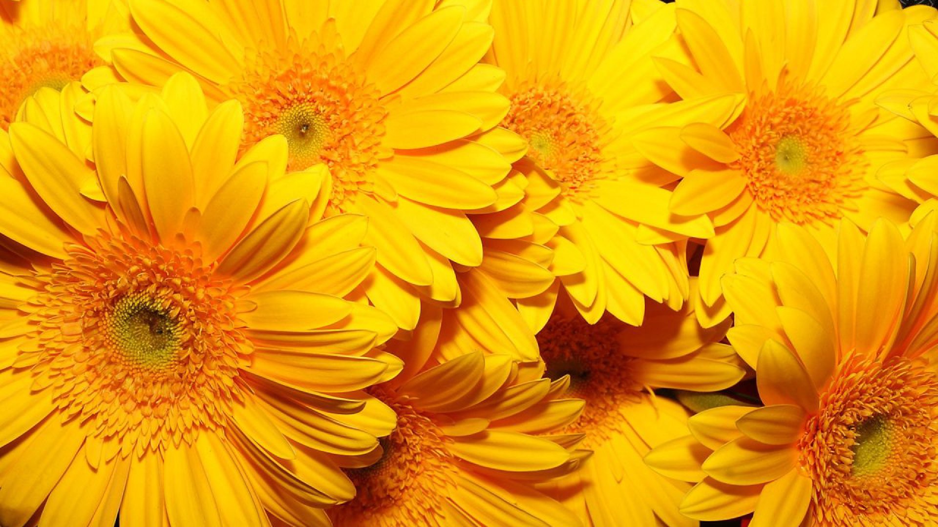 Yellow Flower Aesthetic Wallpapers