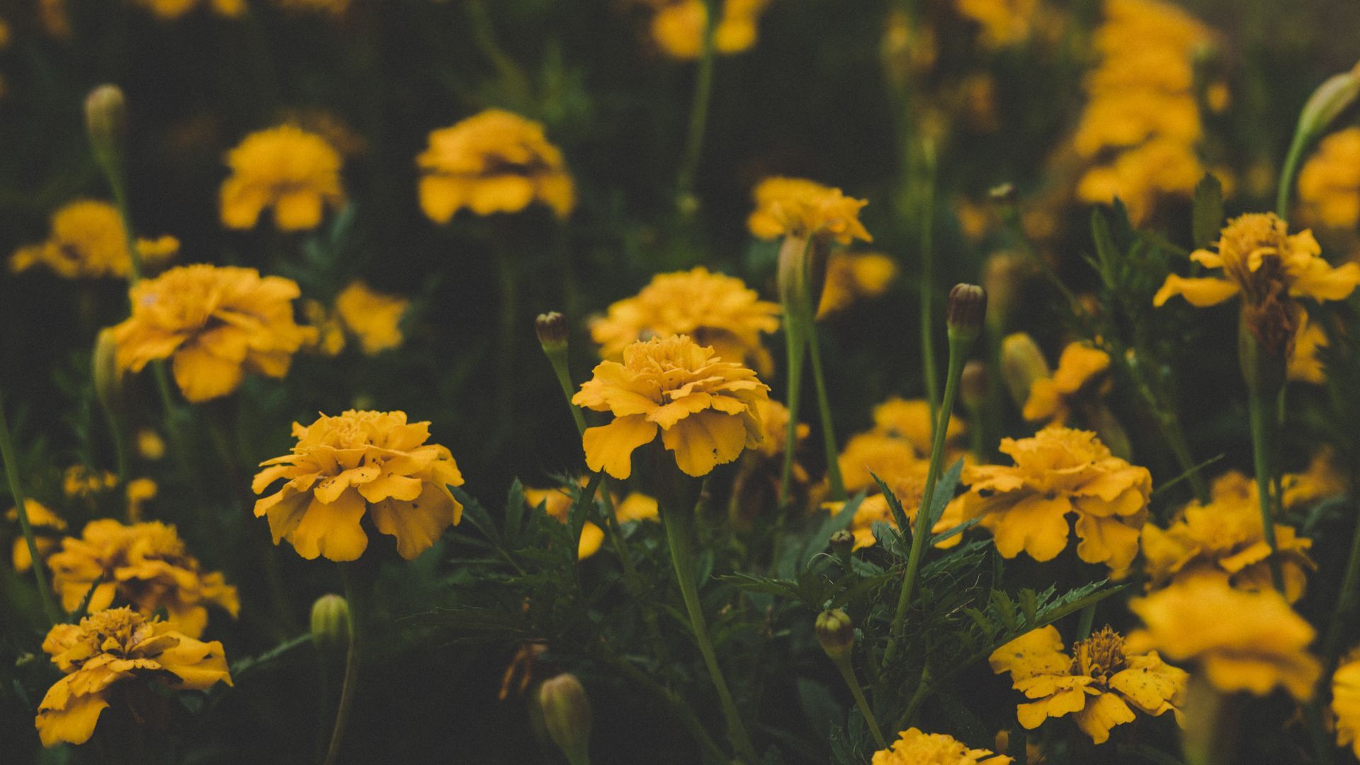 Yellow Flower Aesthetic Wallpapers