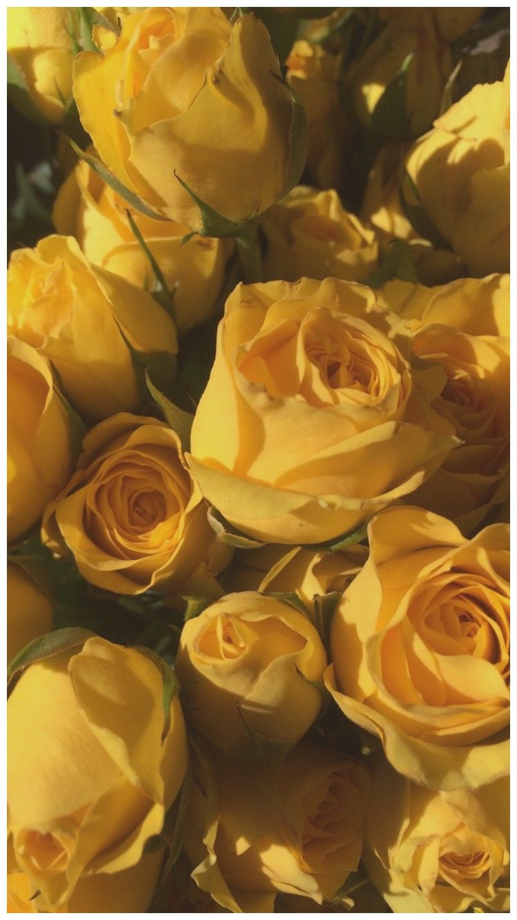 Yellow Flower Aesthetic Wallpapers