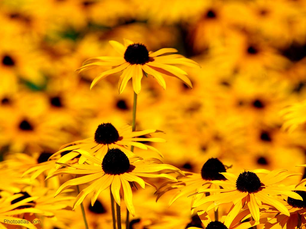 Yellow Flower Aesthetic Wallpapers