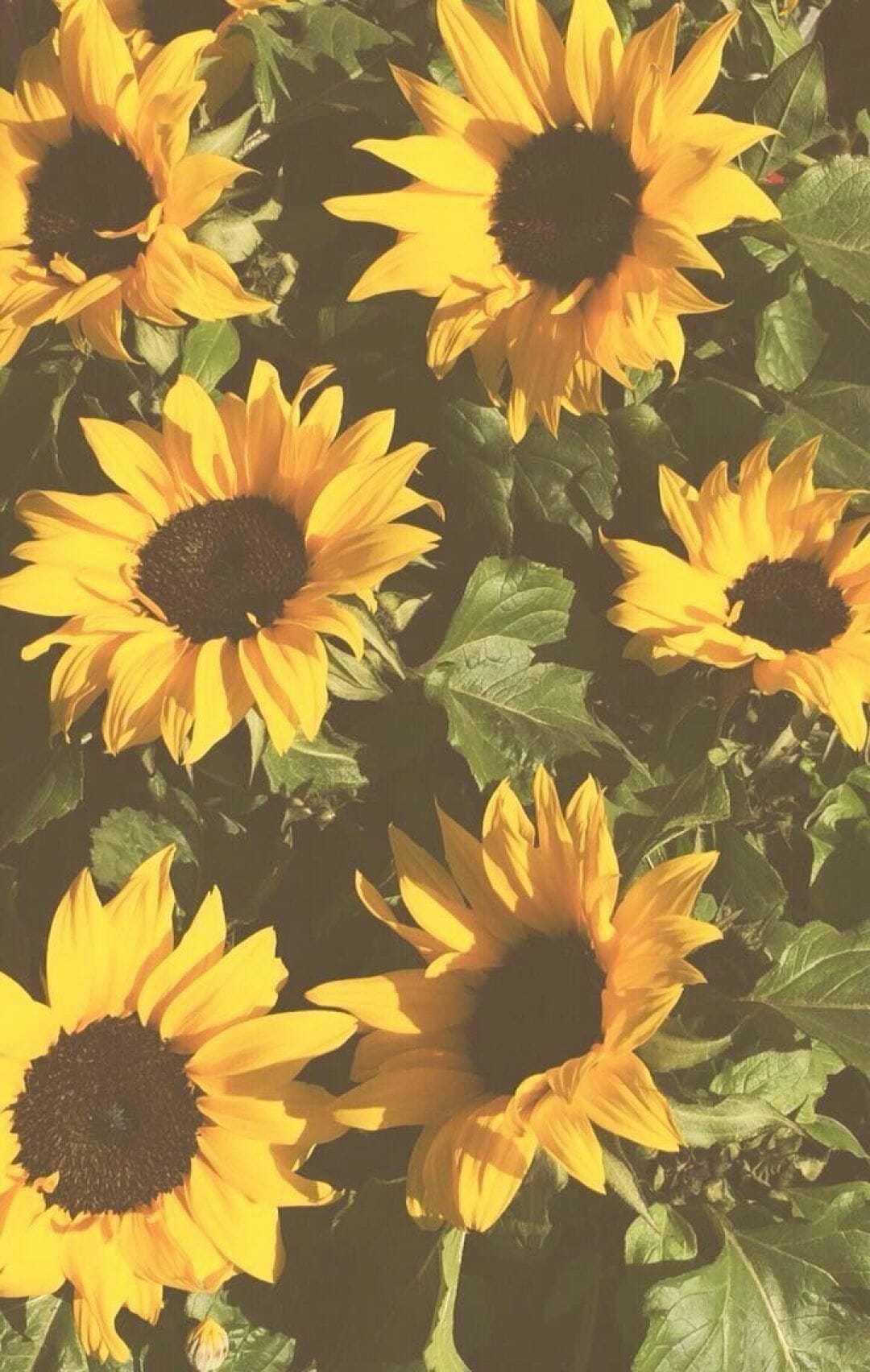 Yellow Flower Aesthetic Wallpapers