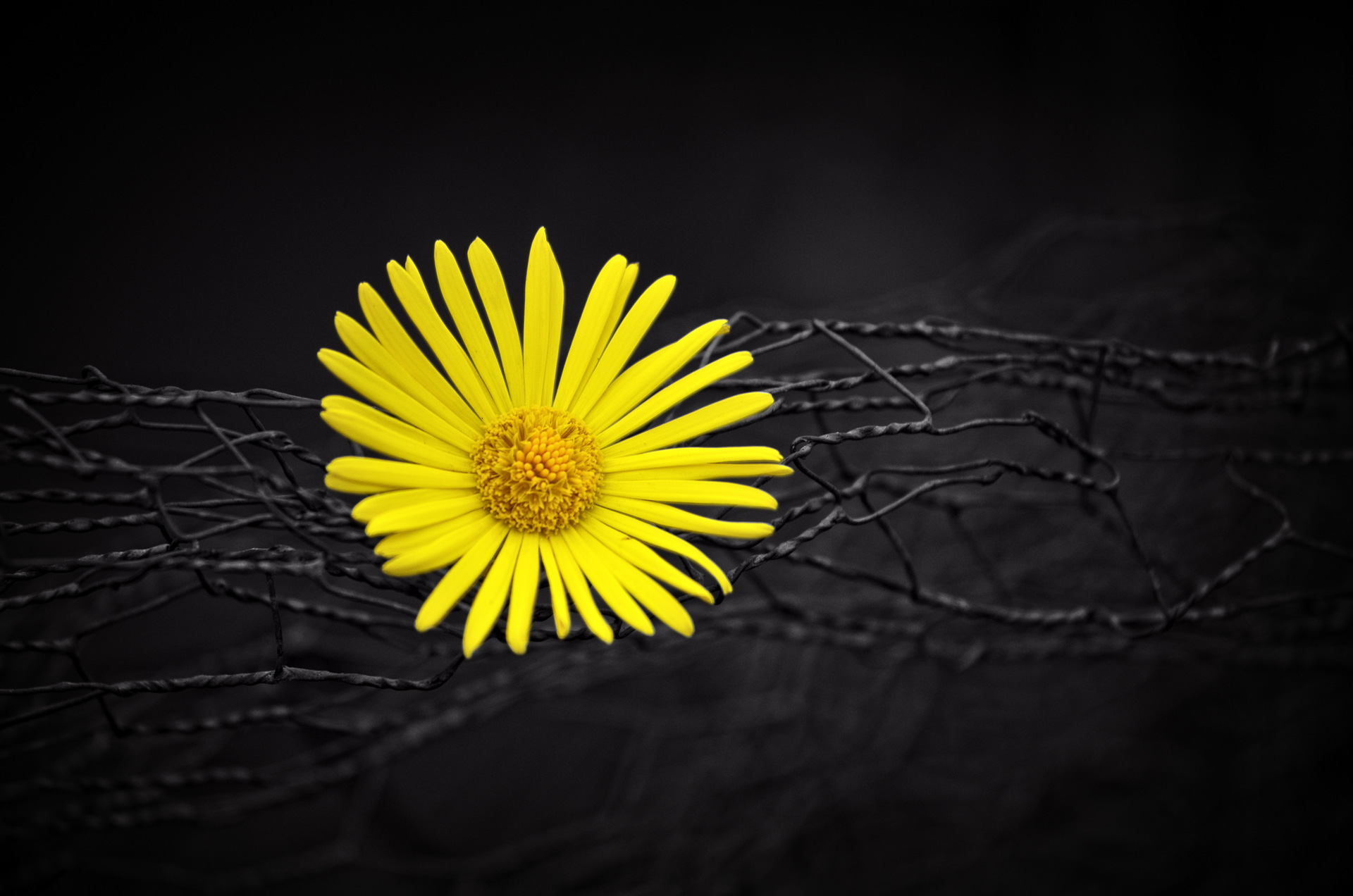 Yellow Flower Desktop Wallpapers