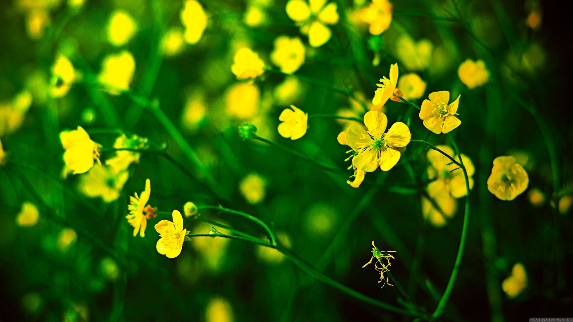 Yellow Flower Desktop Wallpapers