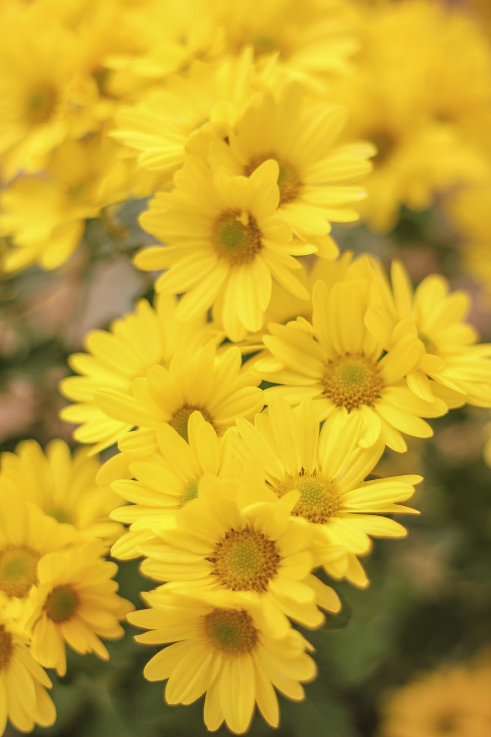 Yellow Flower Desktop Wallpapers