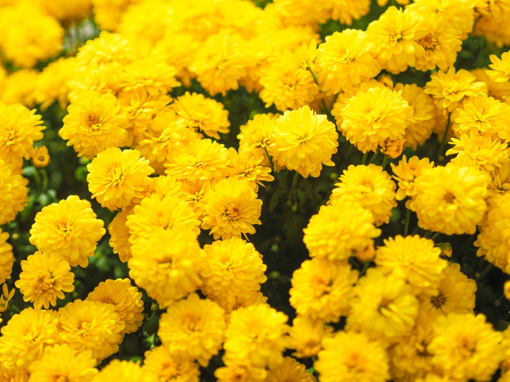 Yellow Flower Desktop Wallpapers