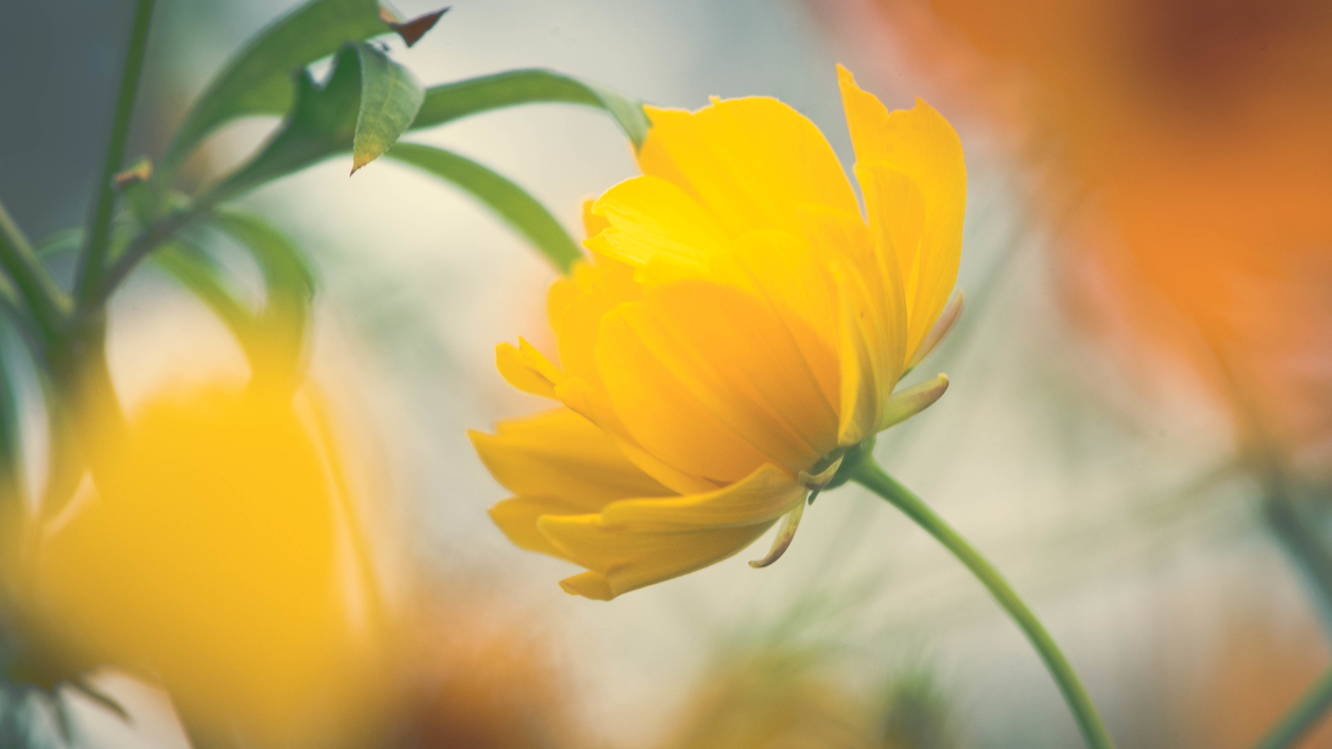 Yellow Flower Desktop Wallpapers