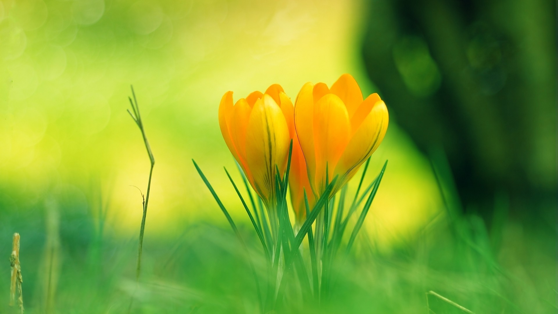 Yellow Flower Desktop Wallpapers