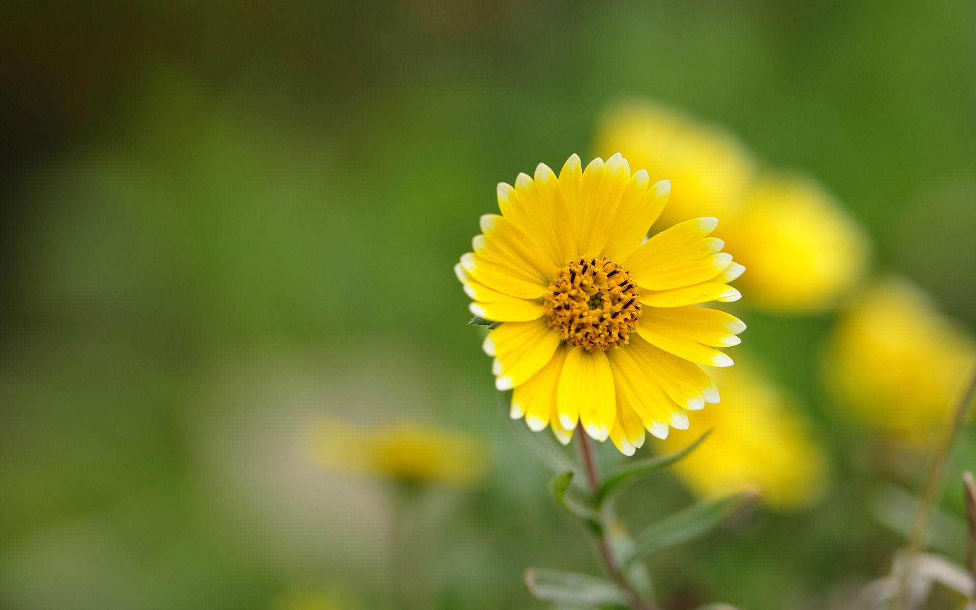 Yellow Flower Desktop Wallpapers