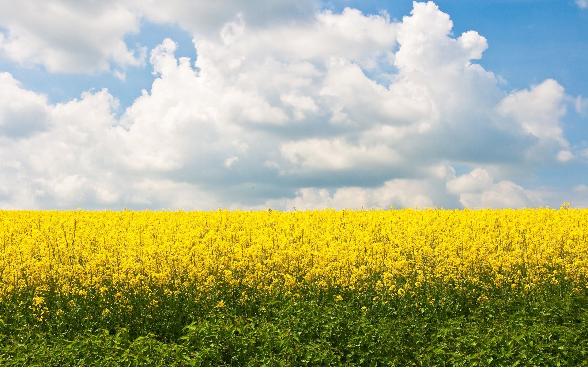 Yellow Flower Field Background