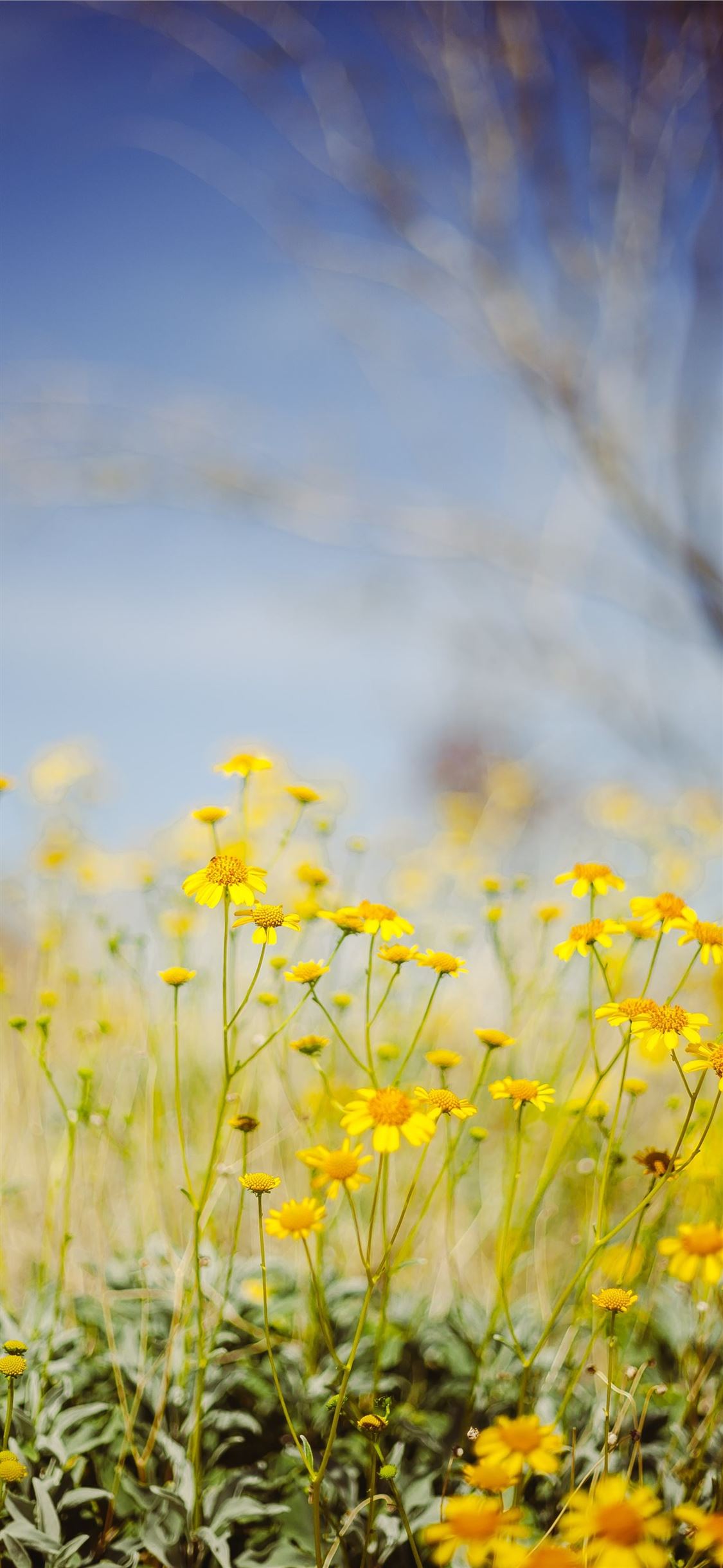 Yellow Flower Field Background