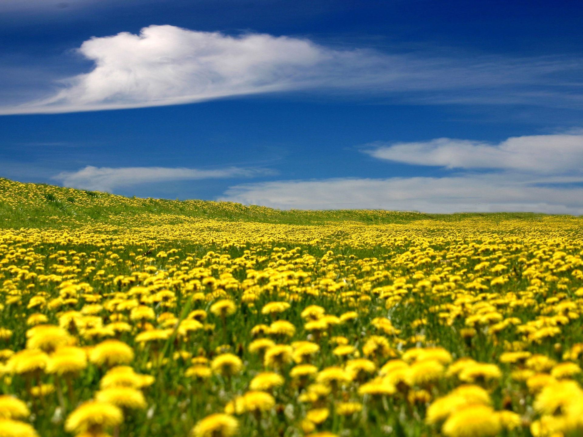 Yellow Flower Field Background