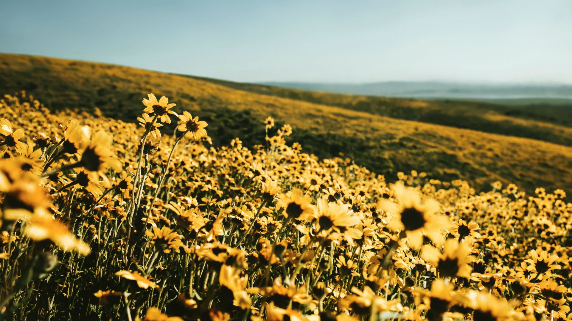 Yellow Flower Field Background