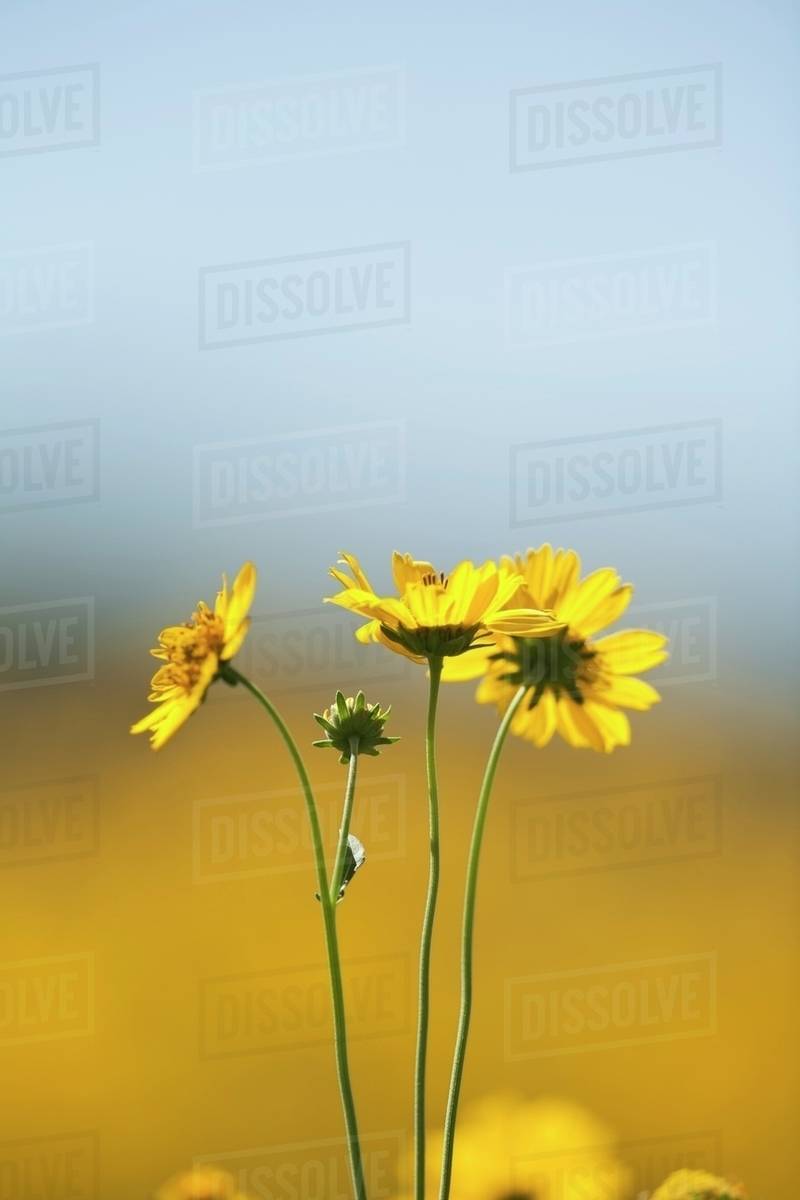 Yellow Flower Field Background