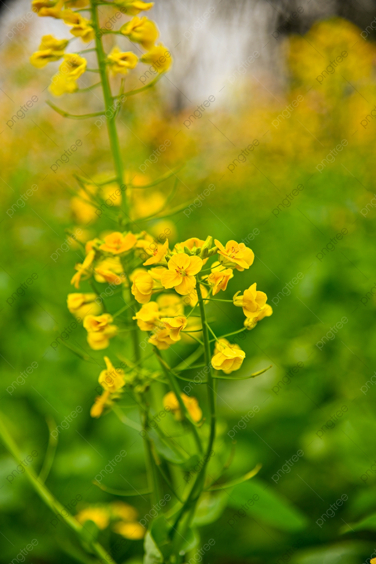 Yellow Flower Field Background