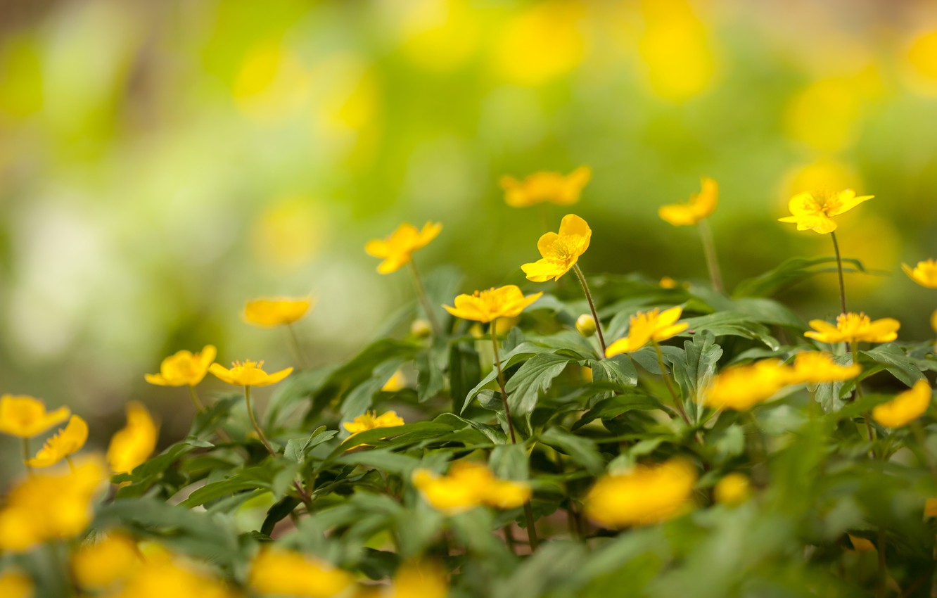 Yellow Flower Field Background