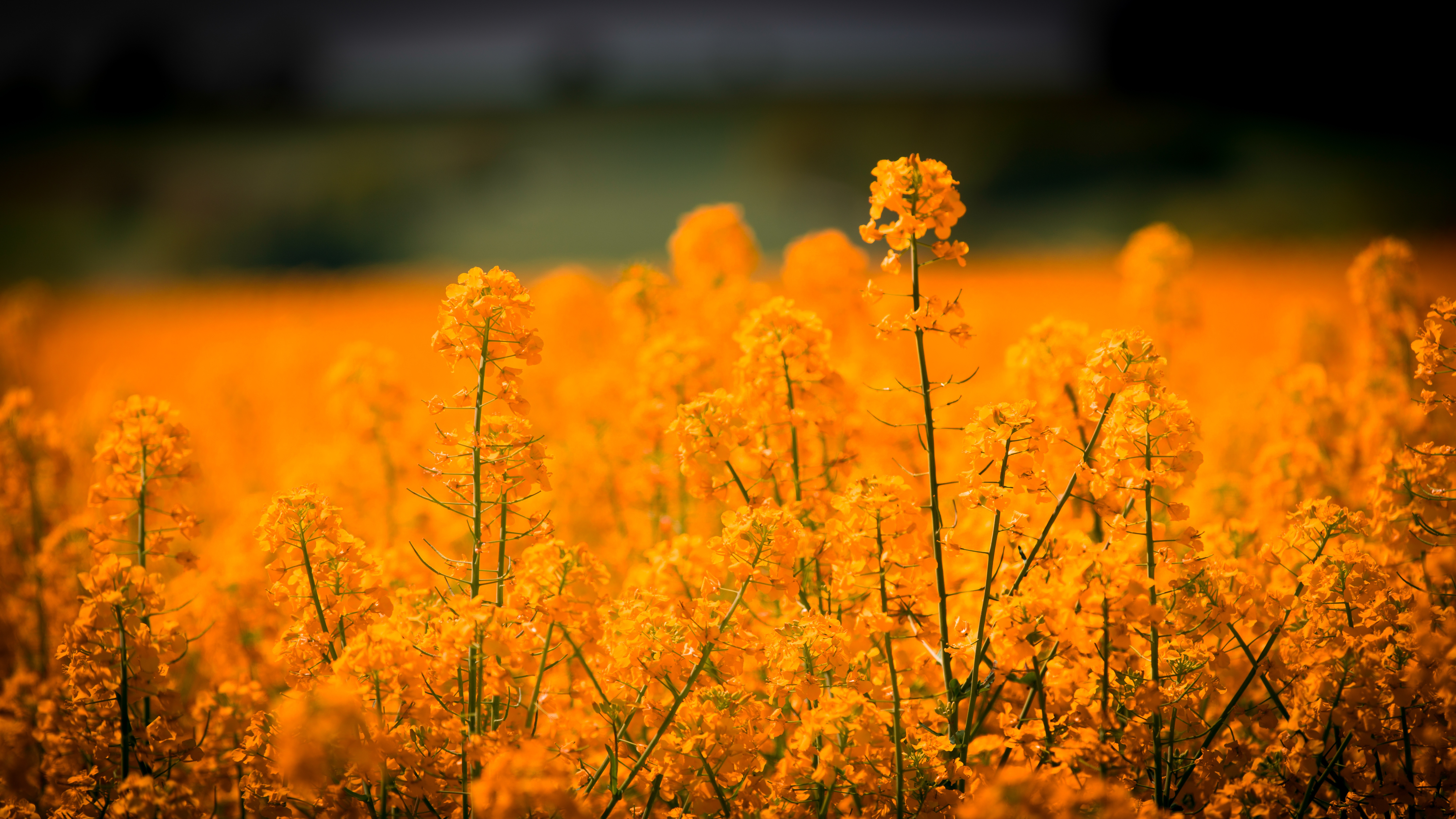 Yellow Flower Field Background