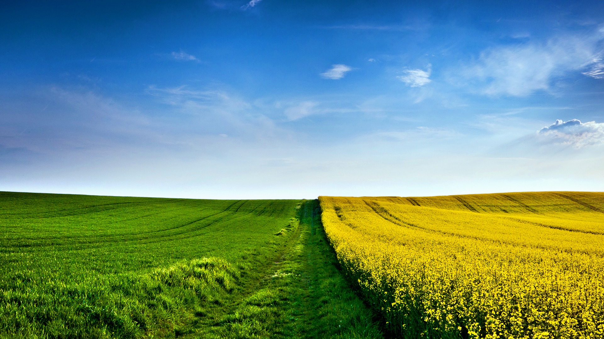 Yellow Flower Field Background