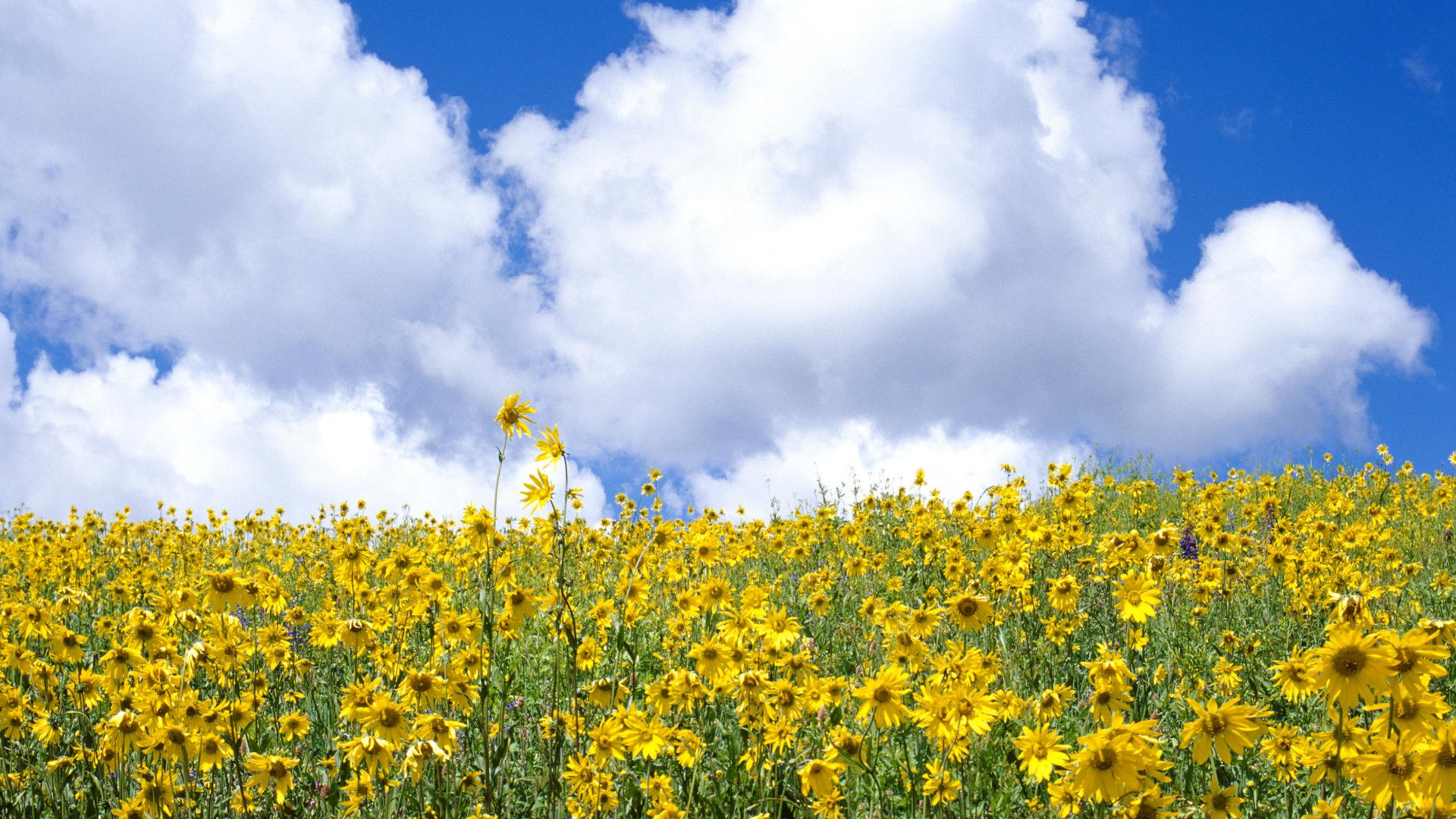 Yellow Flower Field Background