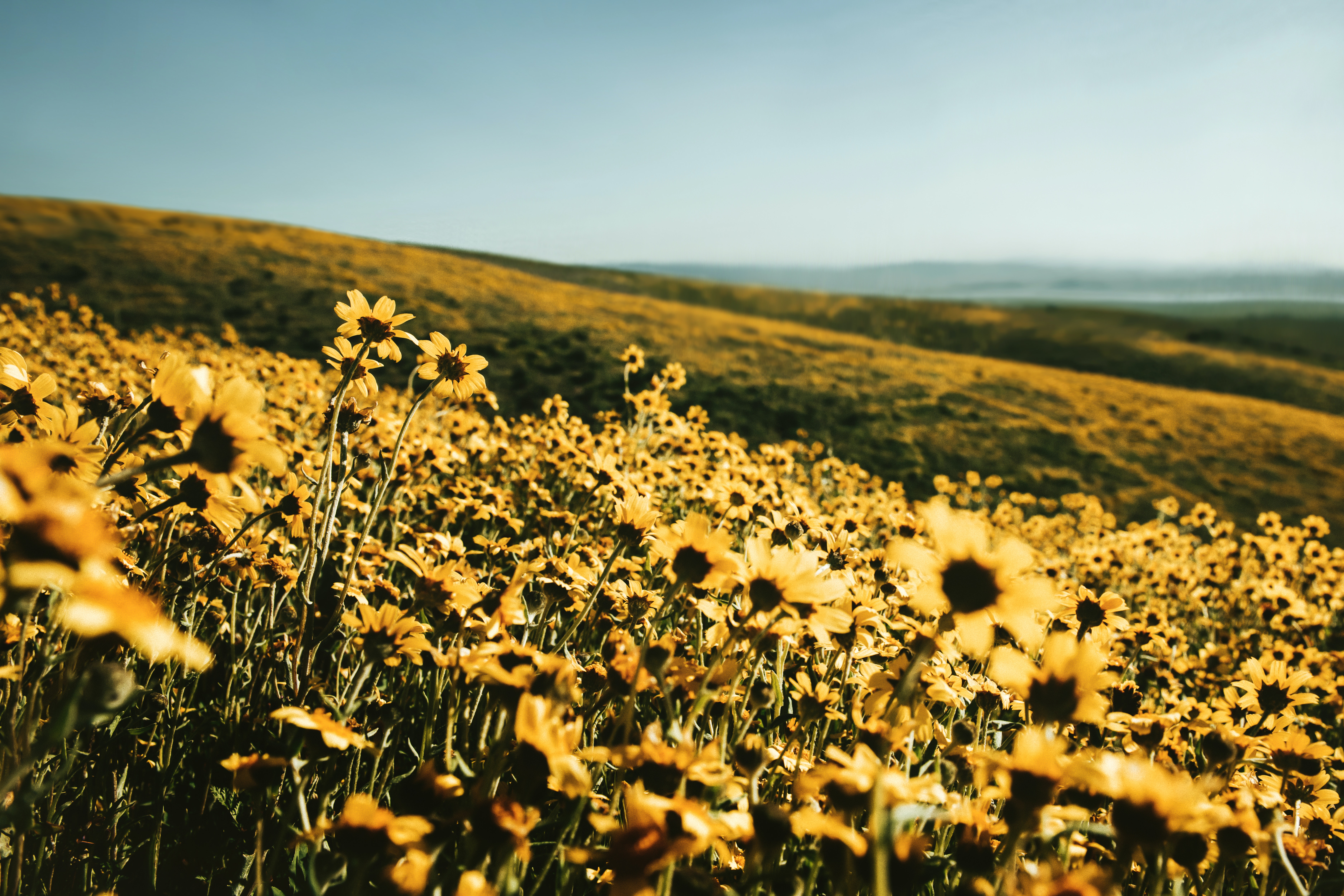 Yellow Flower Field Background