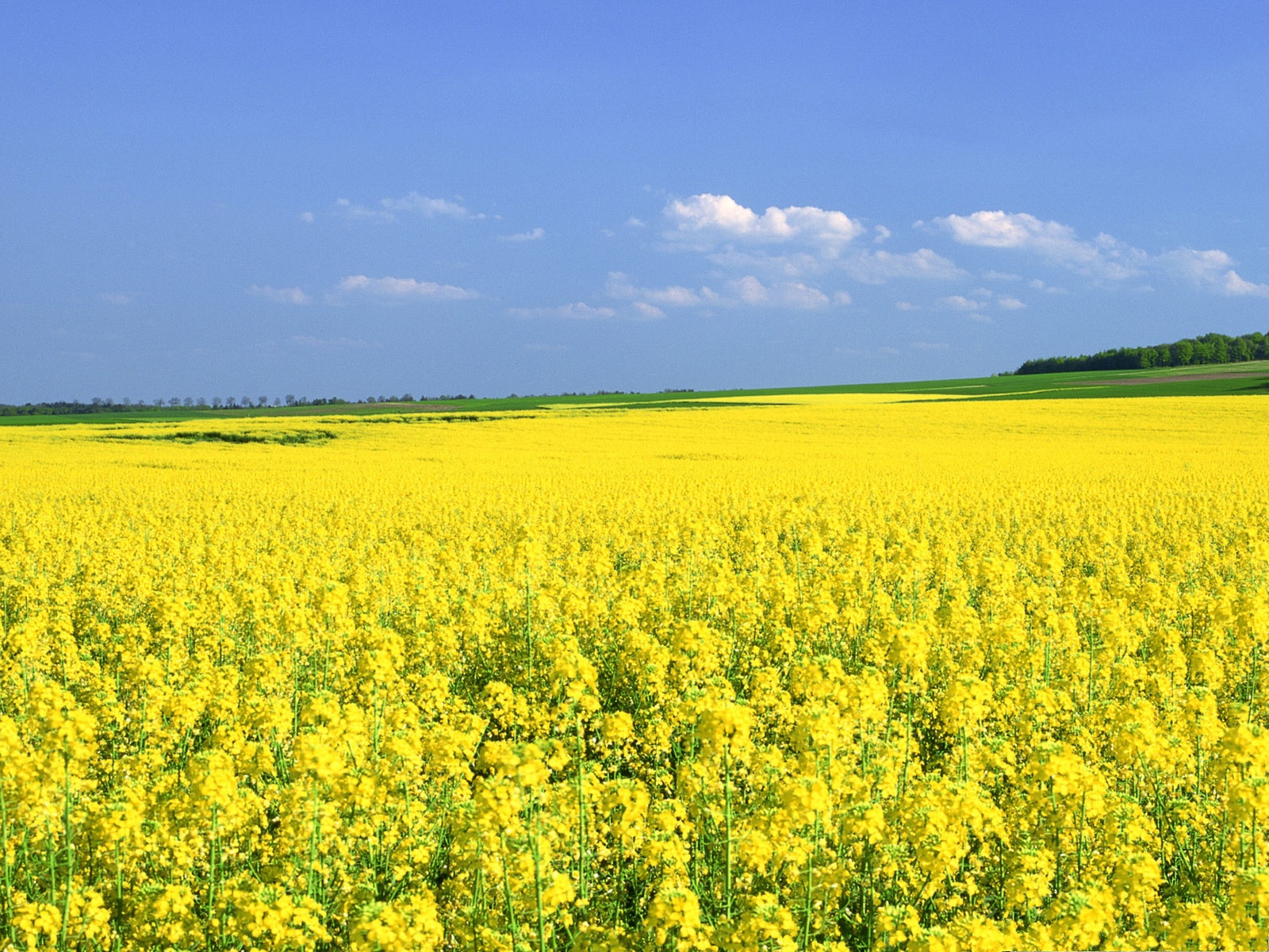 Yellow Flower Field Background