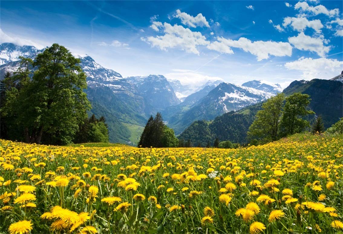 Yellow Flower Field Background