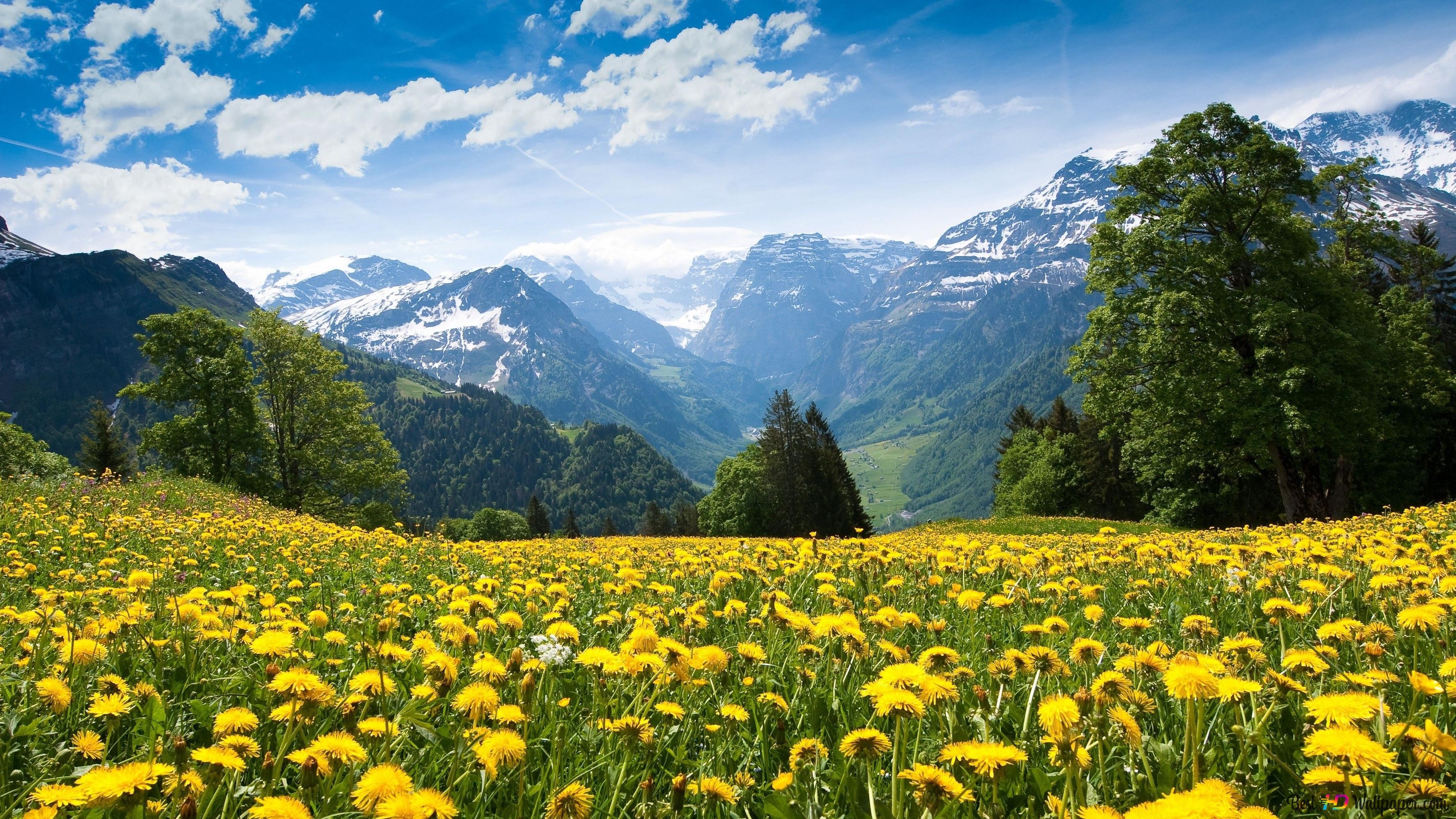 Yellow Flower Field Background