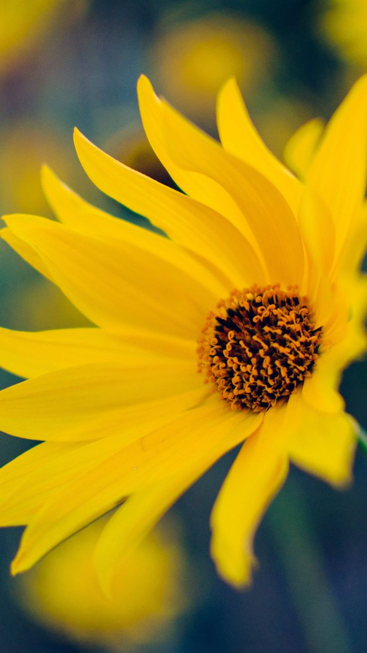 Yellow Flower Hd Wallpapers