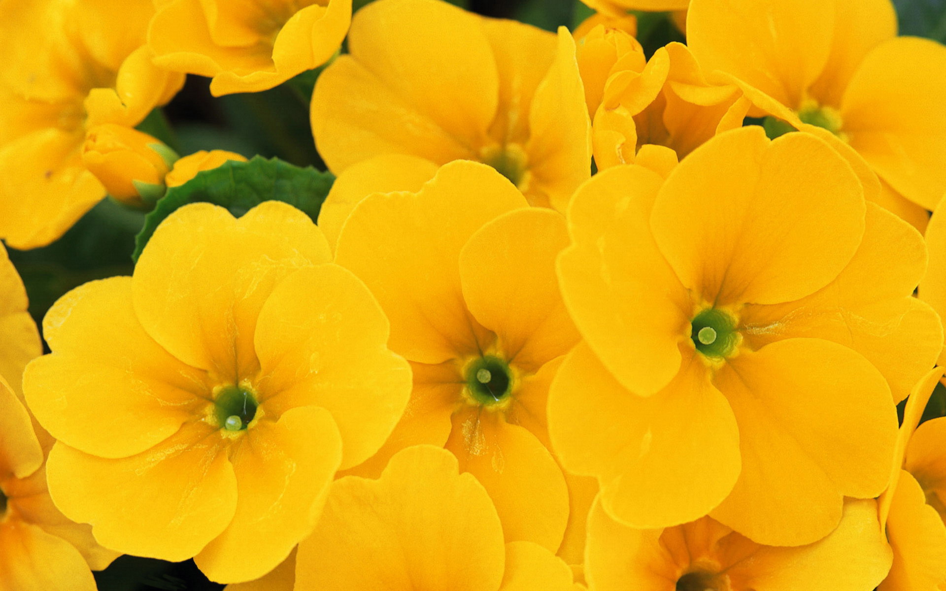 Yellow Flower Hd Wallpapers