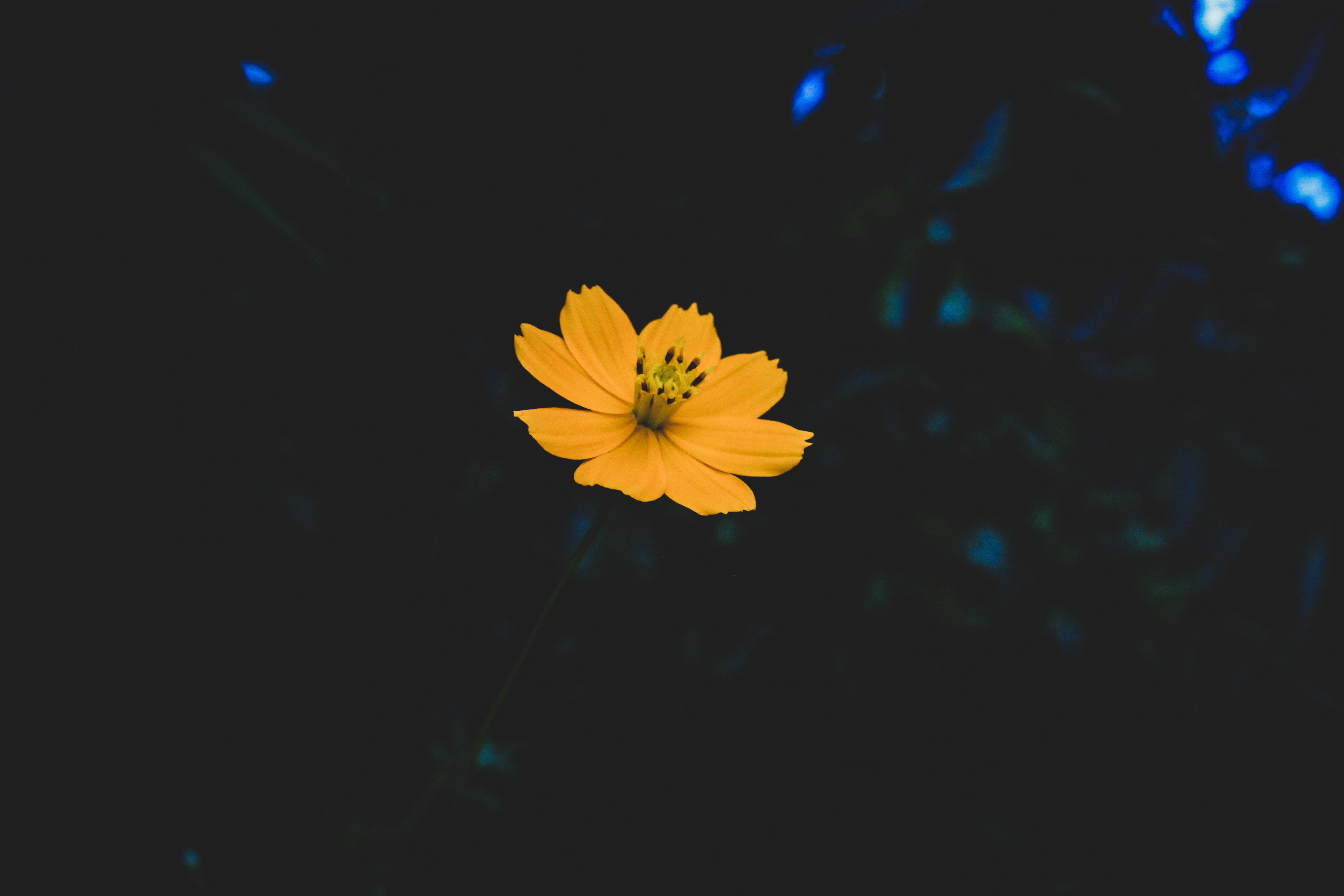 Yellow Flower Hd Wallpapers