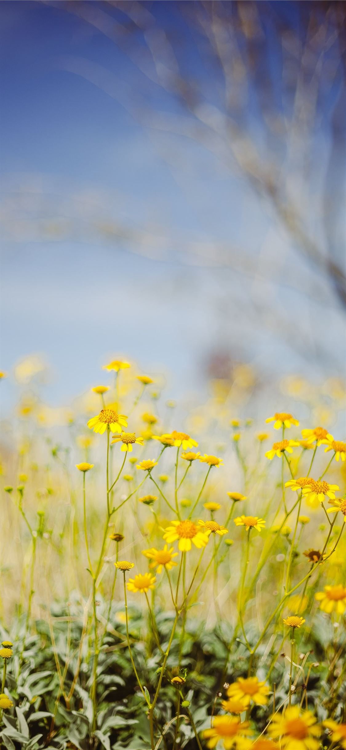 Yellow Flower Hd Wallpapers