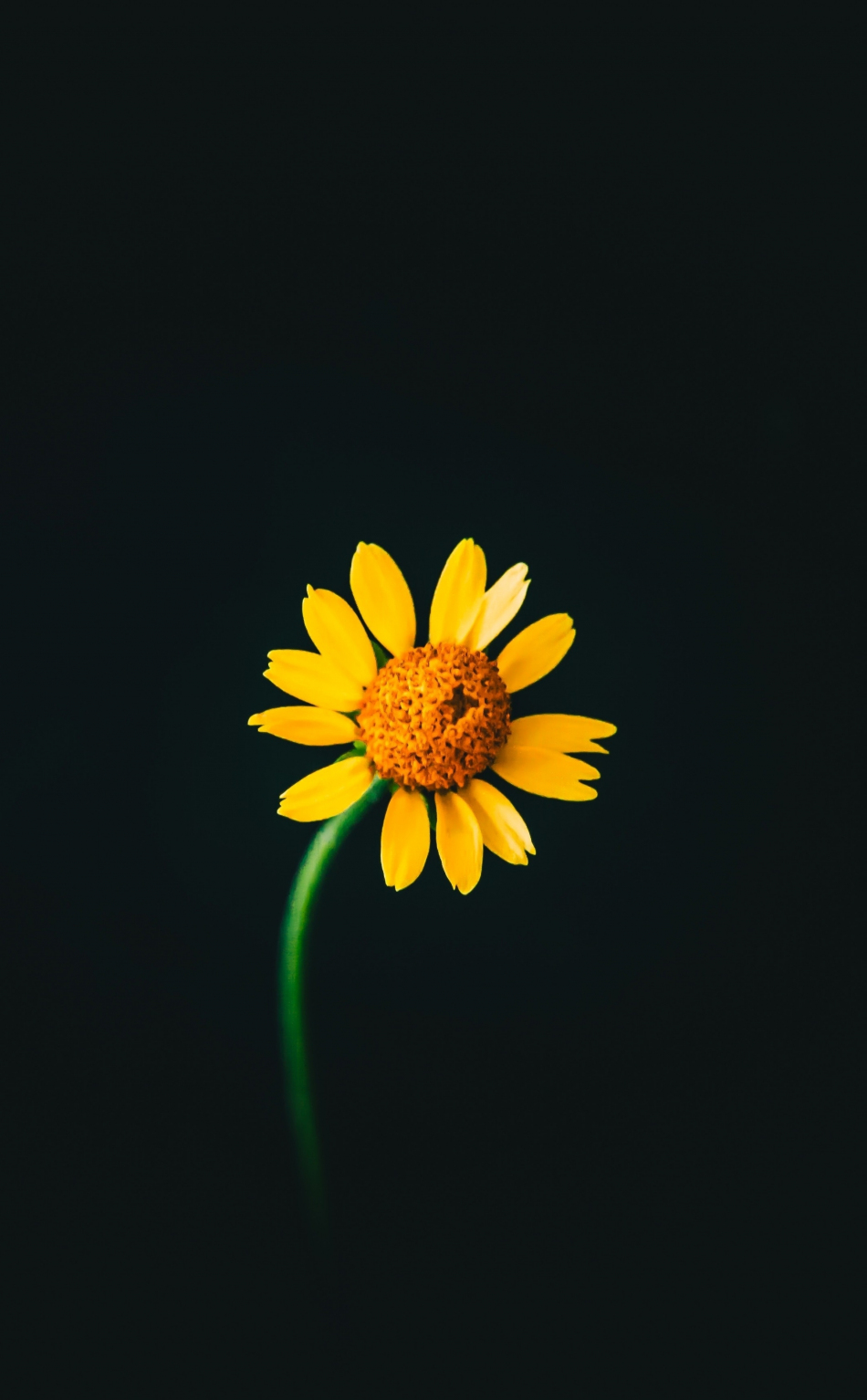 Yellow Flower Hd Wallpapers