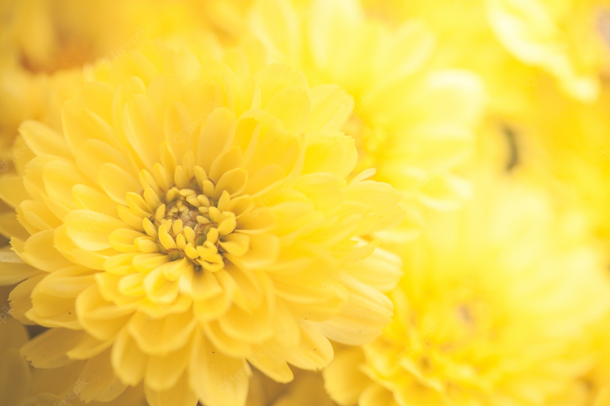 Yellow Flower Hd Wallpapers