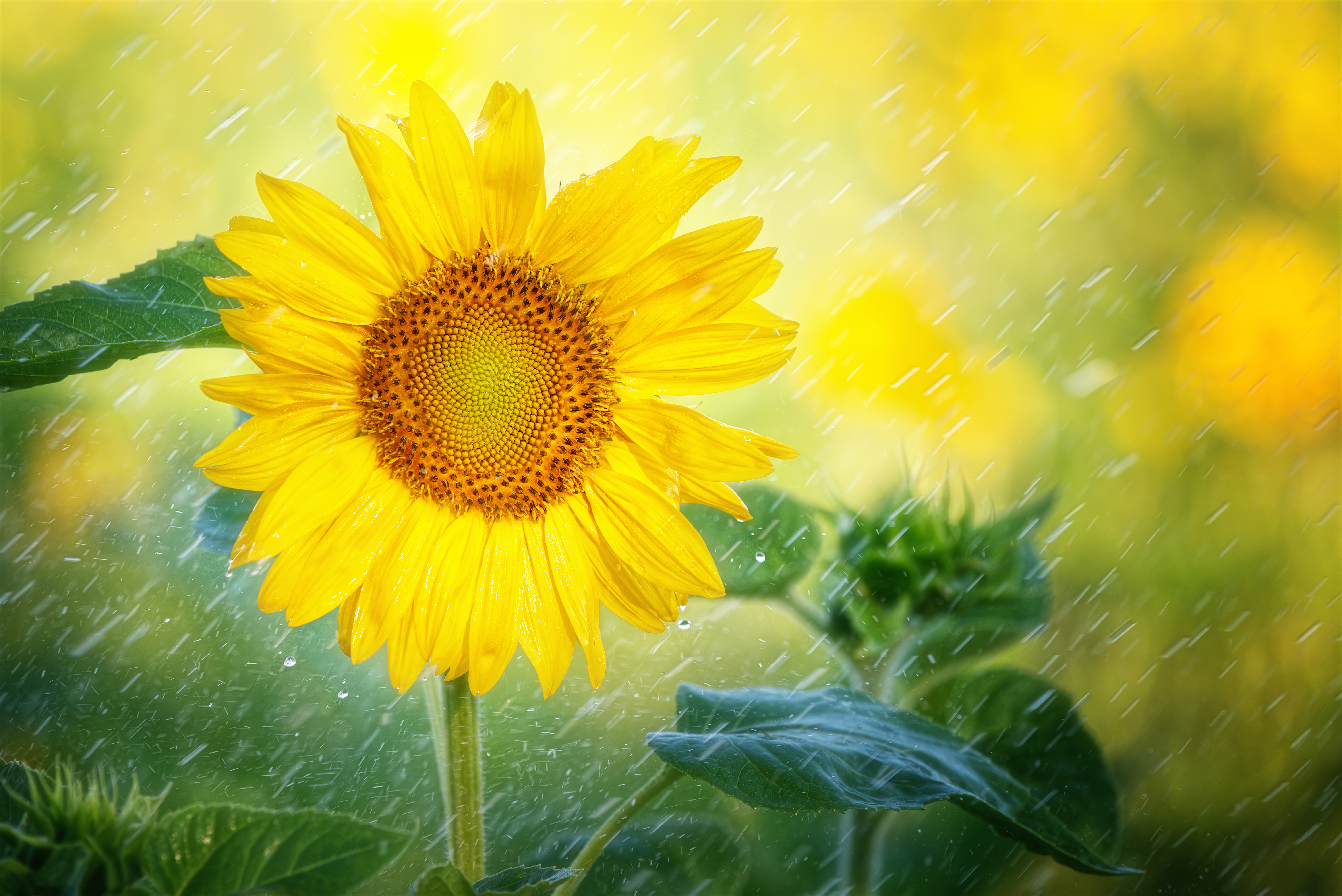 Yellow Flower Hd Wallpapers