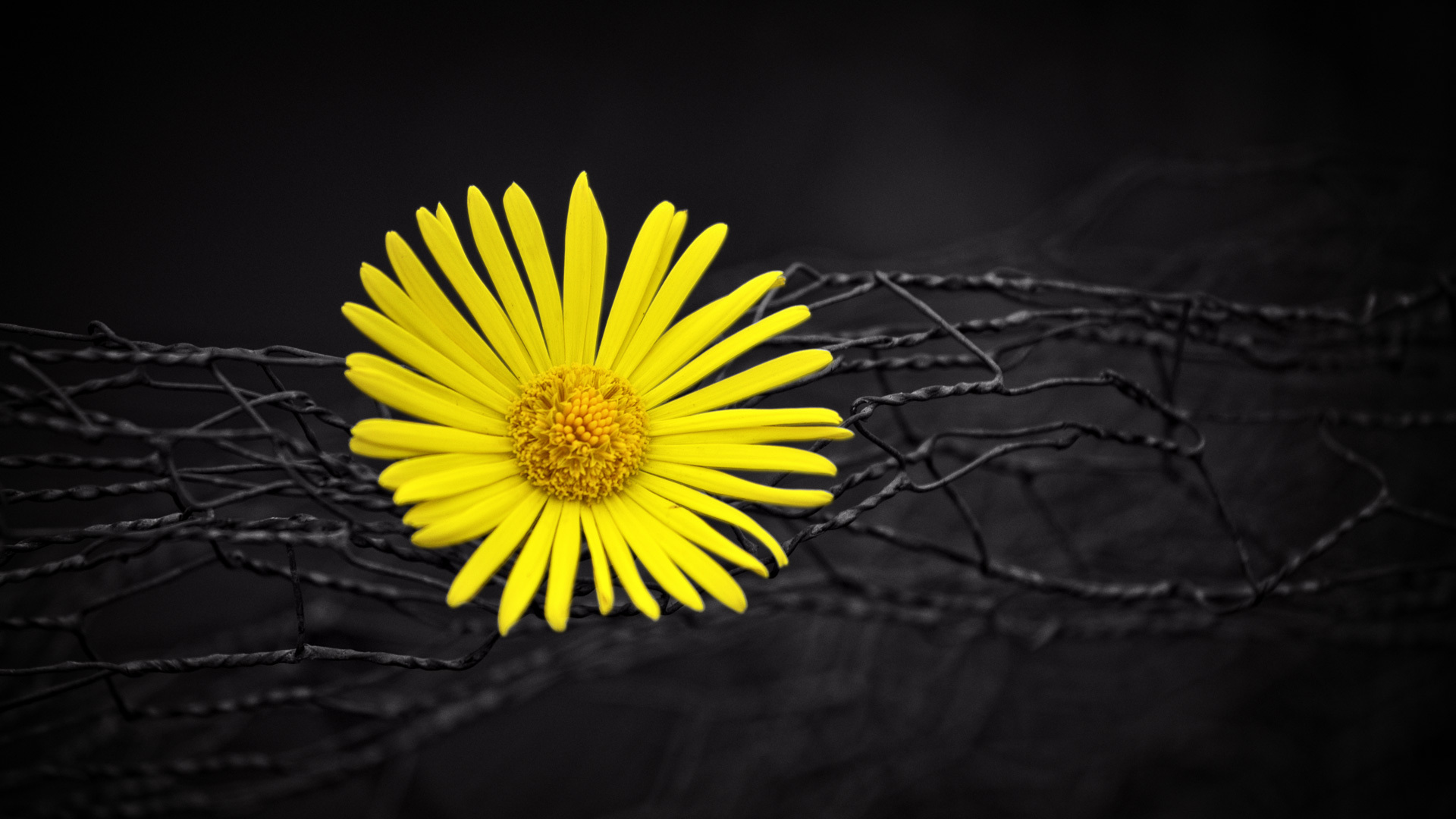 Yellow Flower Hd Wallpapers