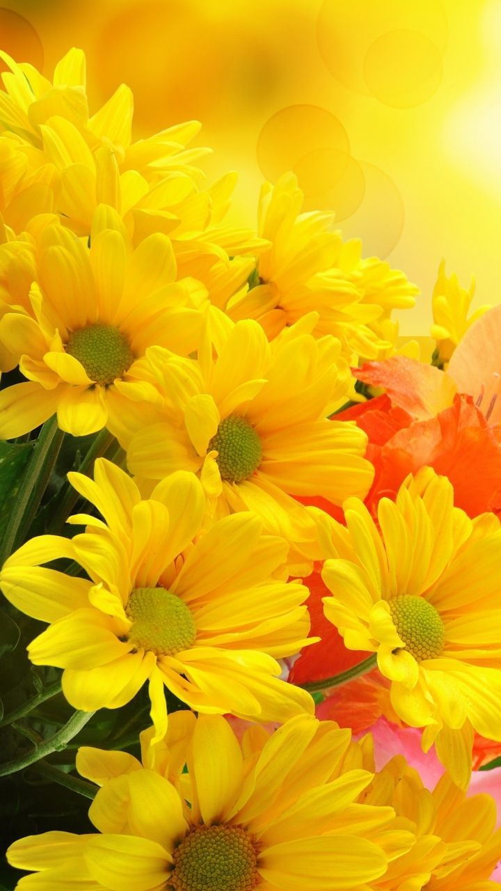 Yellow Flower Phone Wallpapers