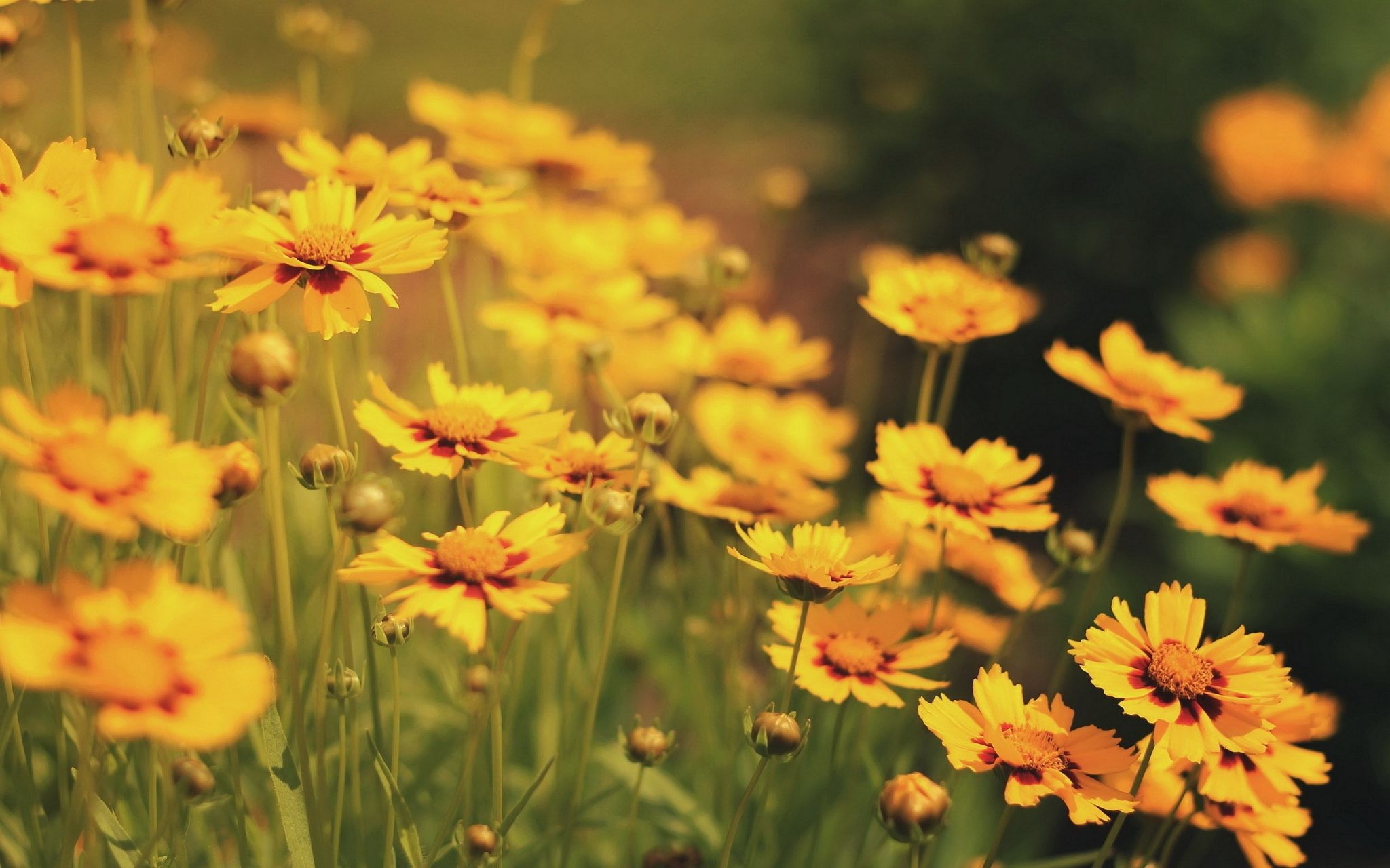 Yellow Flower Wallpapers