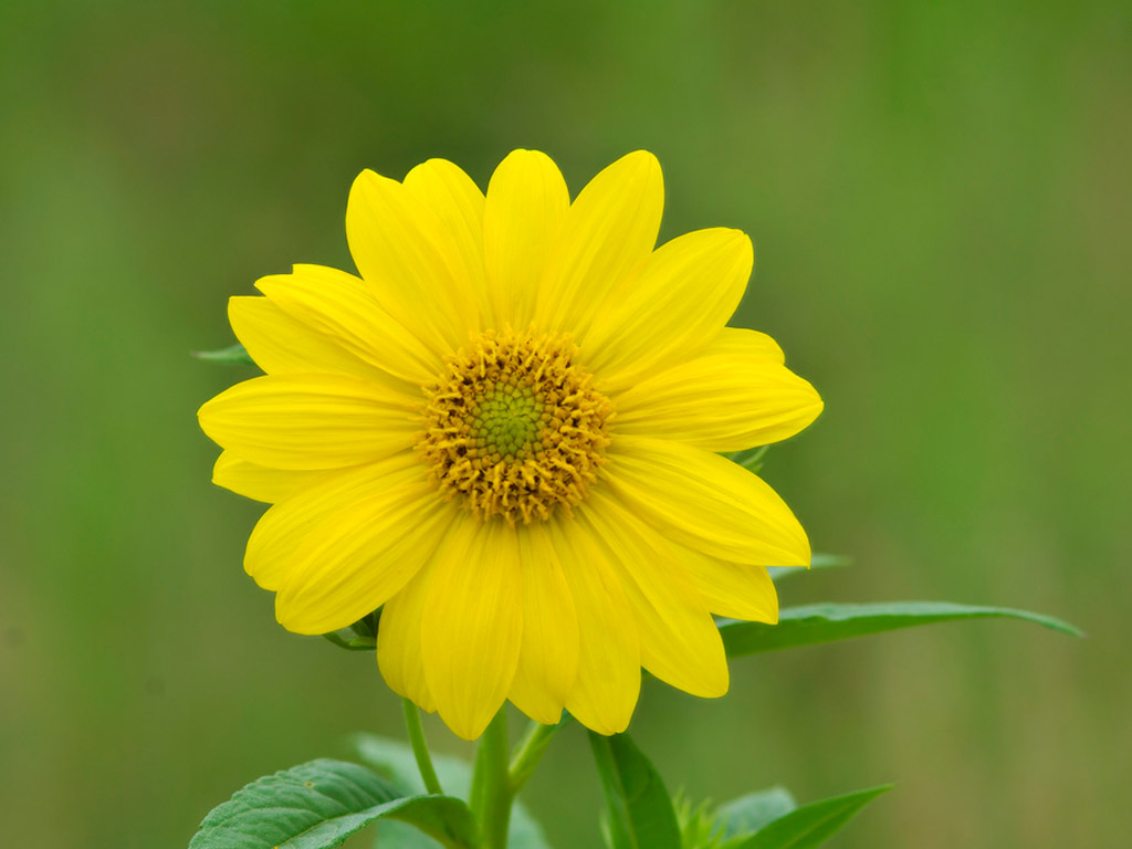 Yellow Flower Wallpapers