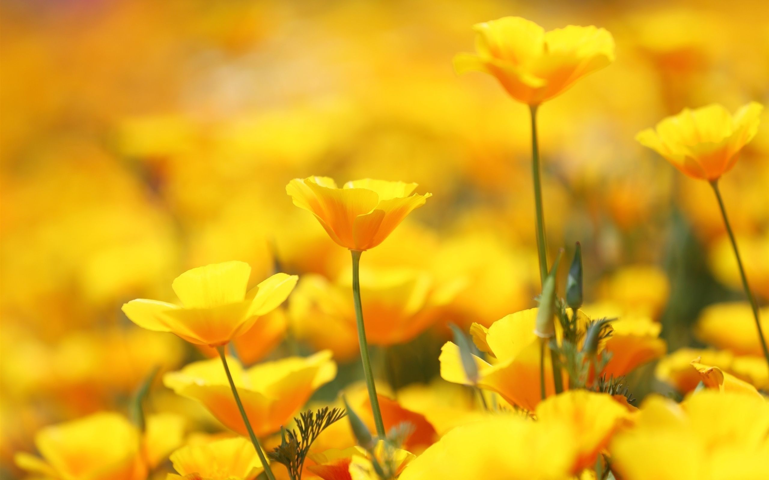 Yellow Flower Wallpapers