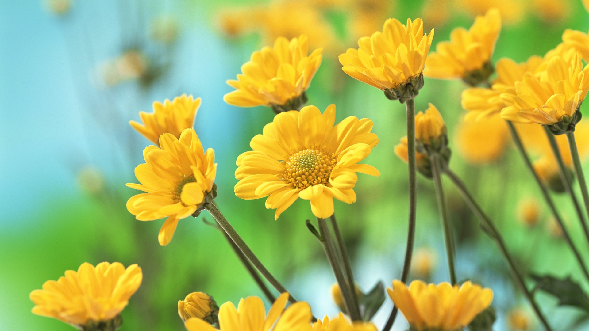 Yellow Flower Wallpapers