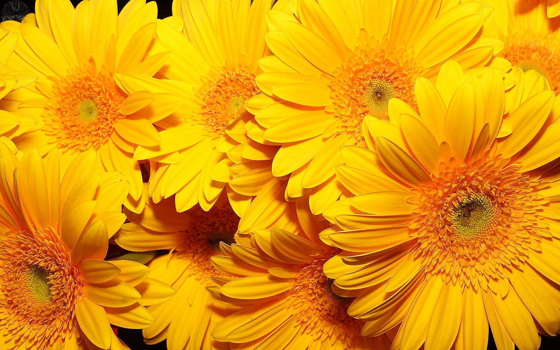 Yellow Flower Wallpapers