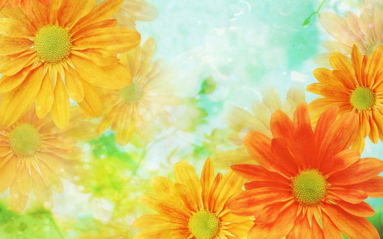 Yellow Flower Wallpapers