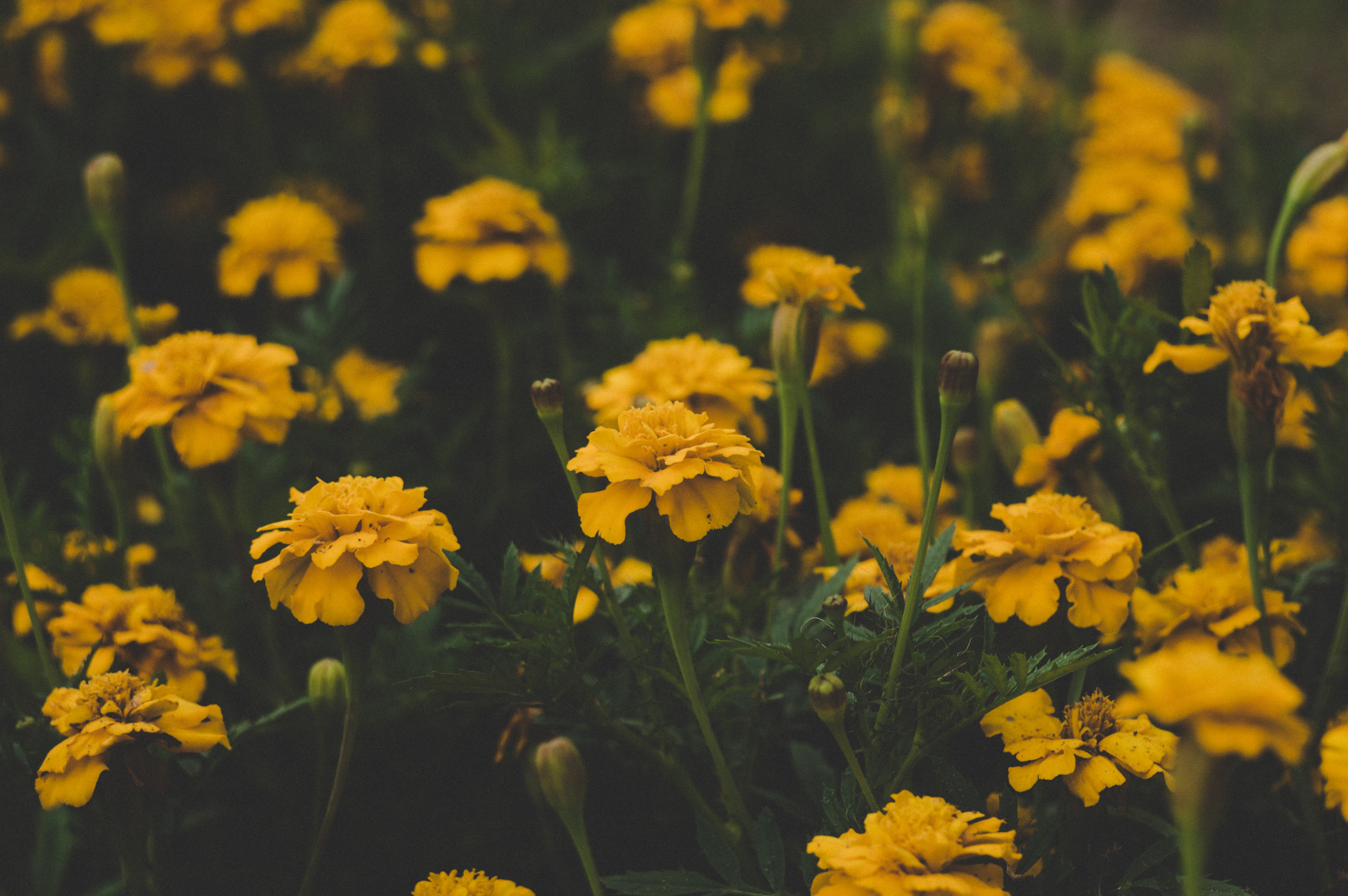 Yellow Flower Wallpapers