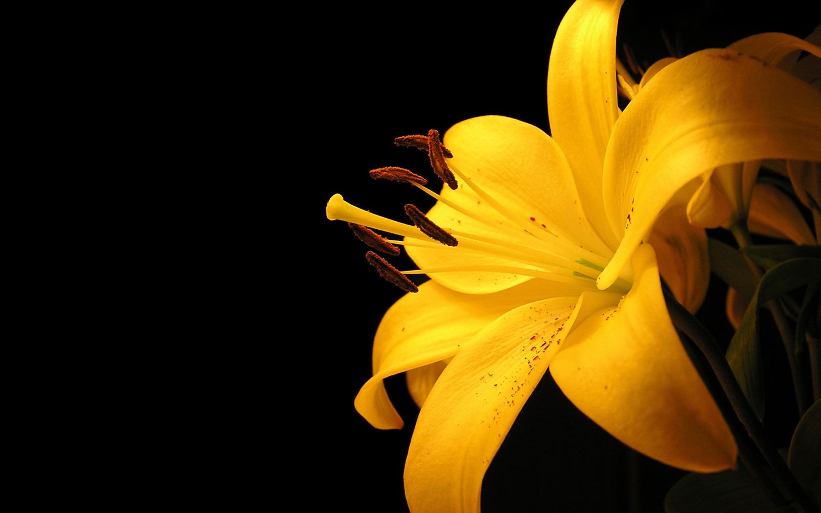 Yellow Flower Wallpapers