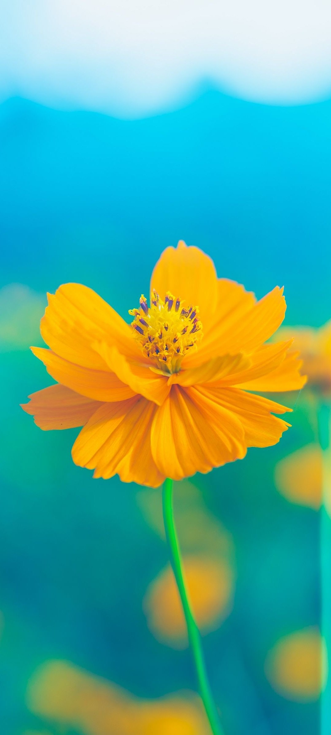 Yellow Flower Wallpapers