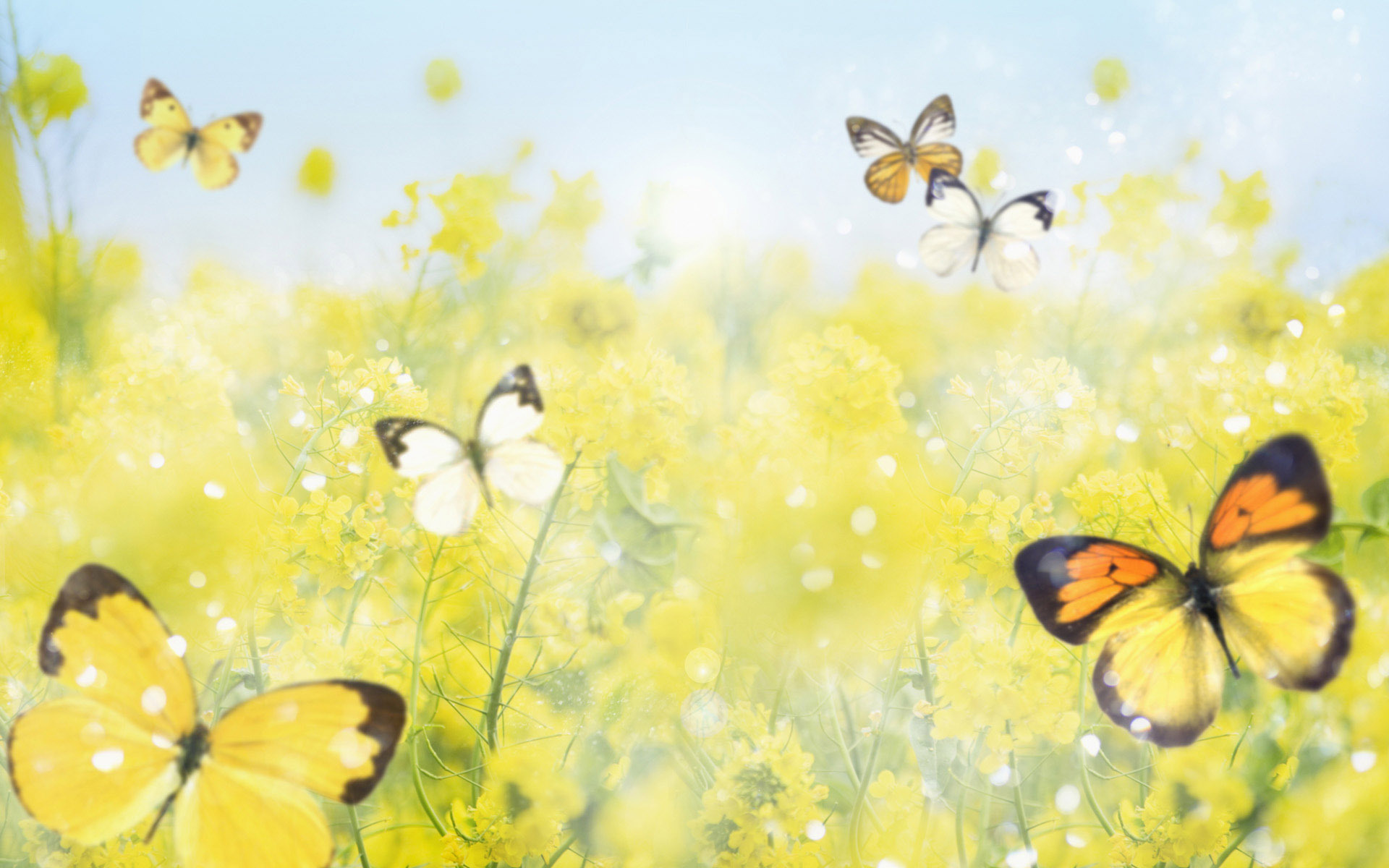 Yellow Flowers And Butterflies Wallpapers