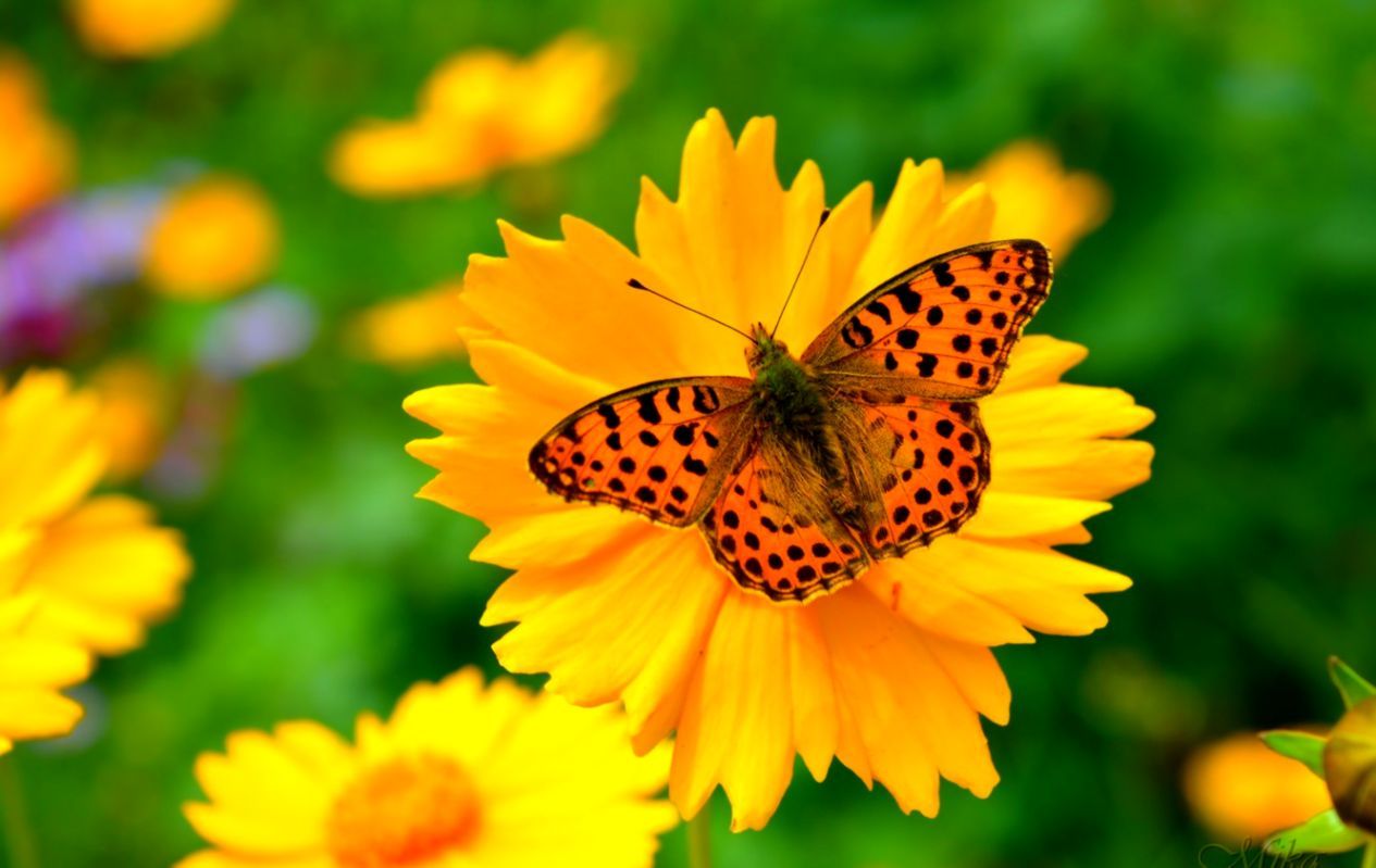 Yellow Flowers And Butterflies Wallpapers