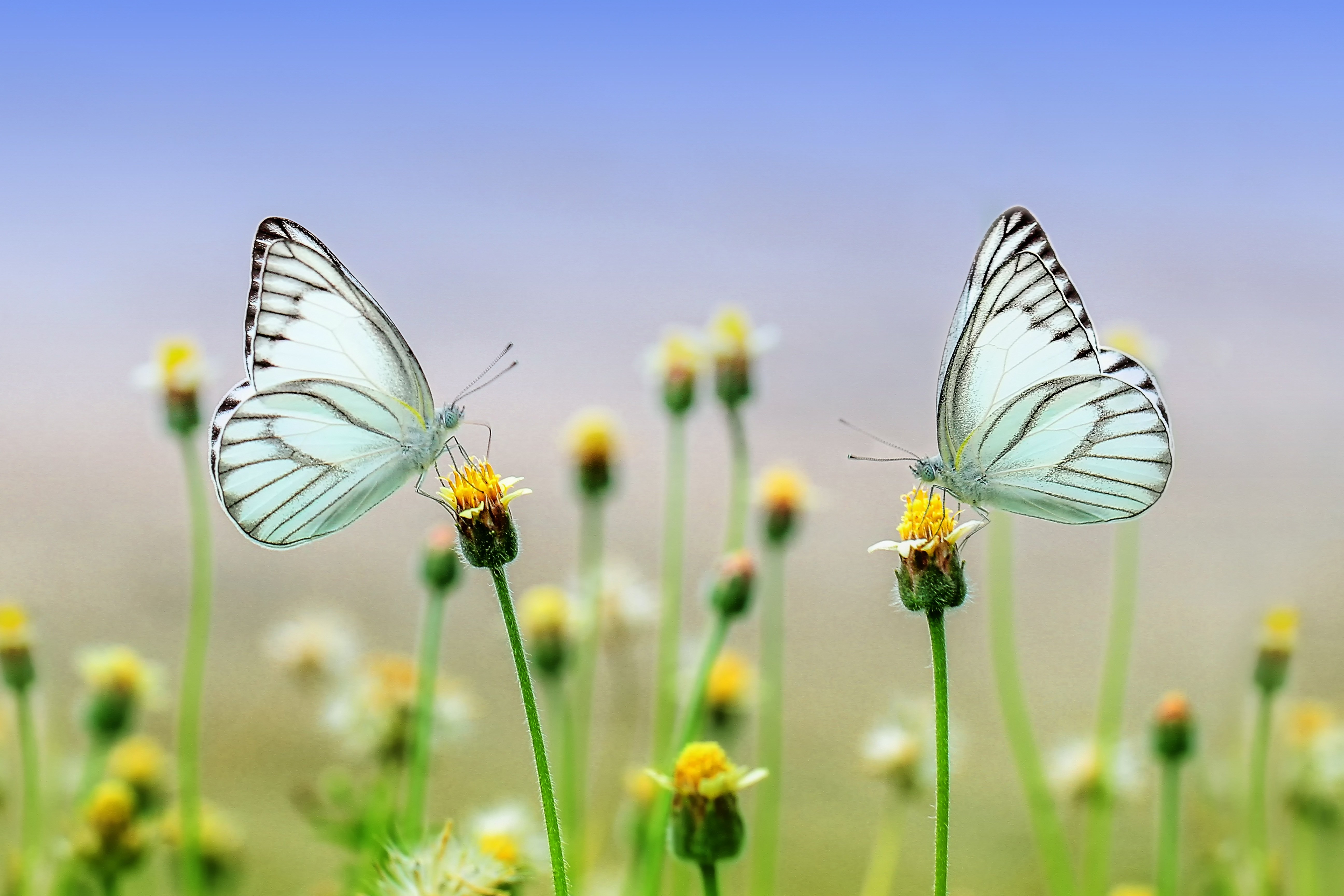 Yellow Flowers And Butterflies Wallpapers