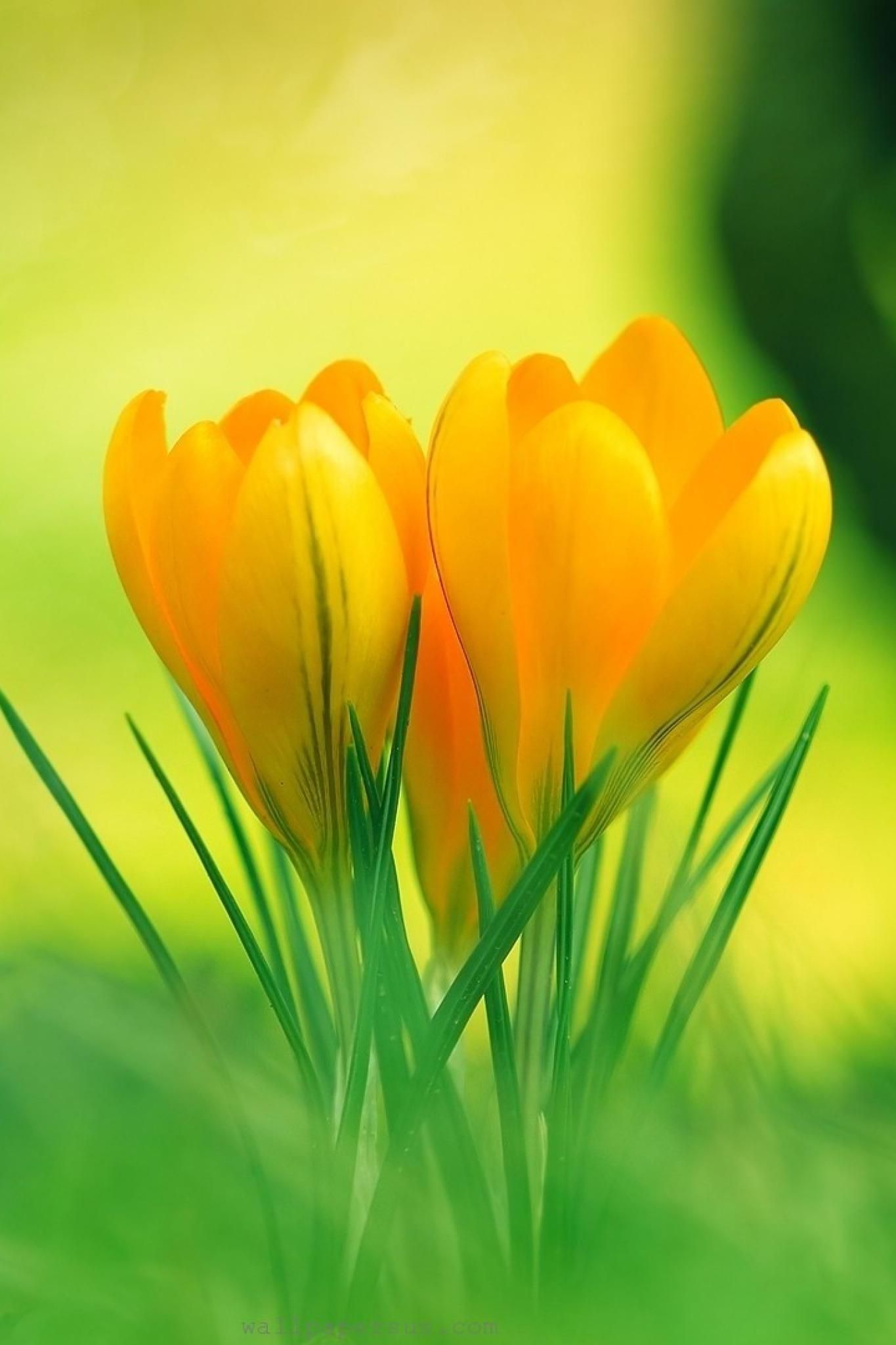 Yellow Flowers Wallpapers